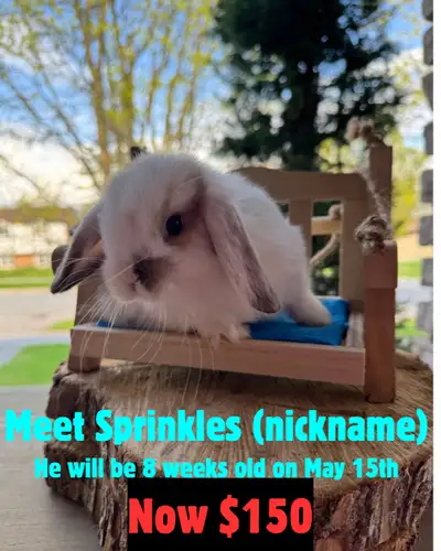 3 purebred holland lop babies are available for reservation! They are 8 weeks old as of May 15th and...