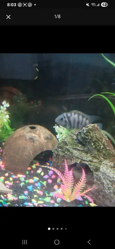 Breeding pair of convict cichlids and pink convicts cichlids , View more