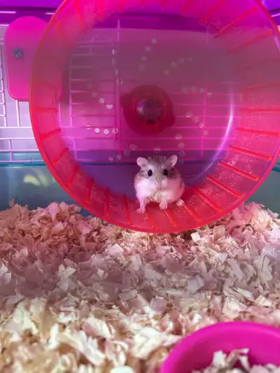 1-year-old hamster for rehoming -includes cage and supplies, View more