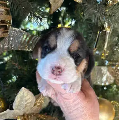 Quality Registered Purebred Beagle Puppies, View more