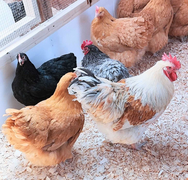 Poules de race dans Animaux de ferme  à Ville de Québec