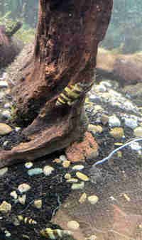 Assassin snails 