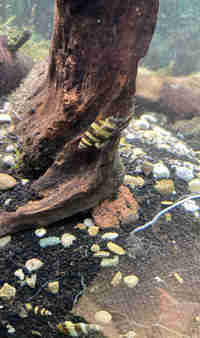 Assassin snails  in Fish for Rehoming in Leamington