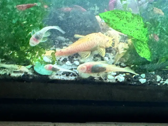 albino bristlenose in Fish for Rehoming in Richmond - Image 8