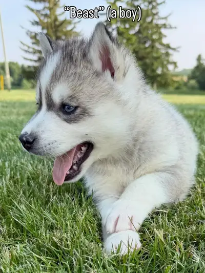 Siberian Husky Puppies - Purebred CKC Registered, View more