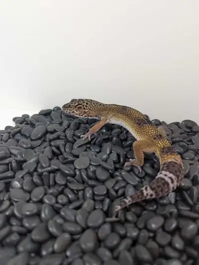 Male Mandarin Tangerine Black Night Het Tremper Albino Main diet is mealworms. Great with being hand...