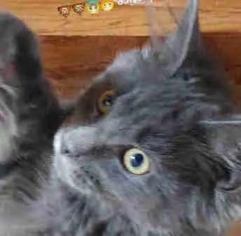 Chaton Maine Coon, View more