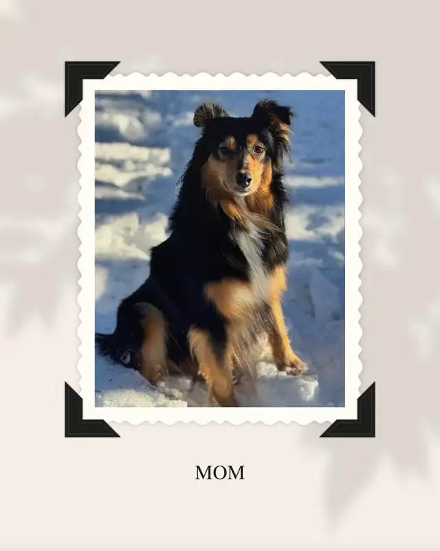 Purebred Australian Shepherd Puppies in Dogs & Puppies for Rehoming in St. Albert - Image 10
