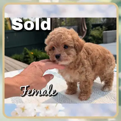 GORGEOUS Maltese/Mini Poodle Puppies **SOLD**, View more