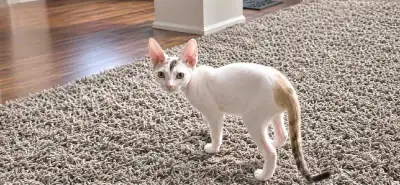 We have beautiful, Devon Rex kittens ready for their new loving homes. These kittens are raised in o...