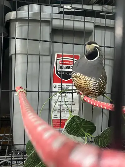 California Quail Male only 50/-, View more