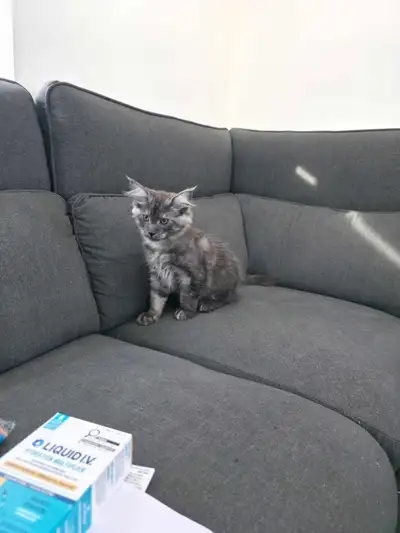 Beautiful, purebred and affectionate Maine Coon kittens are now ready for their forever homes. Pureb...