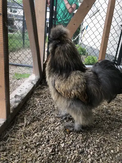 Silkie rooster looking for new home , View more