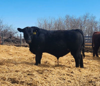 Black Angus bulls for sale