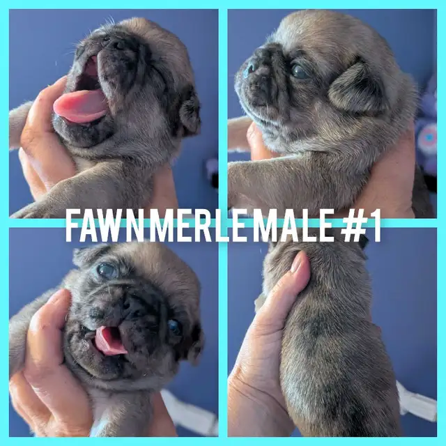 Quality Home Raised Pug Puppies in Dogs & Puppies for Rehoming in City of Toronto - Image 4