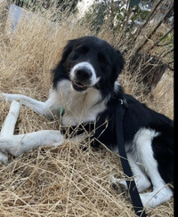 Lost Dog- Black and White/ Border Collie/ Male (last seen by Alp