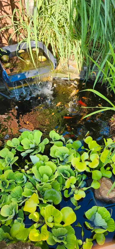 Koi fish available , View more