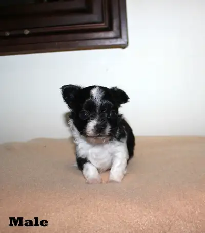 Long Haired Chihuahua Puppies - 1 left, View more