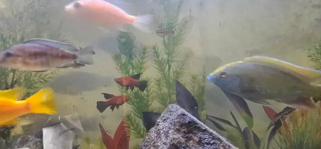 african chiclids  in Fish for Rehoming in London - Image 3