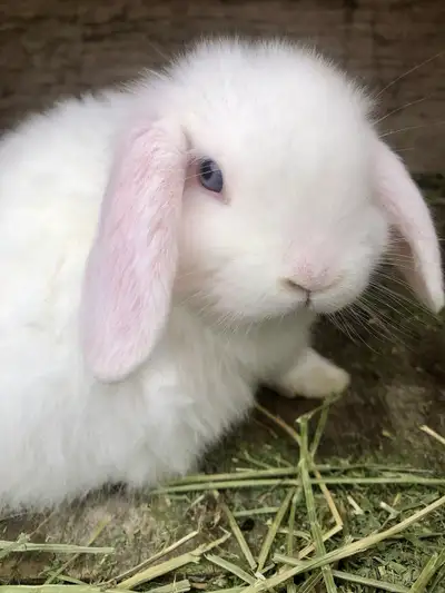 Neutered holland lop rabbit , View more