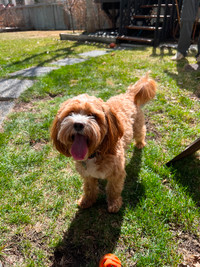 Cavapoo Looking for a Girlfriend