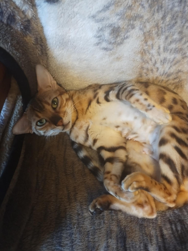 Bengal femelle dans Chats et chatons à adopter  à Lanaudière - Image 2