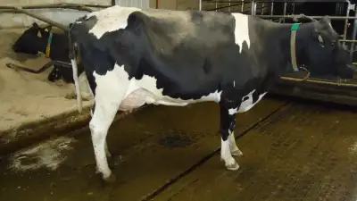 Excellent Holstein Nurse cows, View more