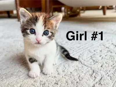 Beautiful Kittens, View more