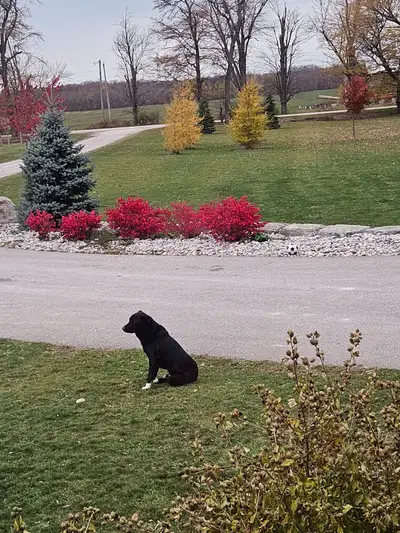 German shepherd cross puppies., View more