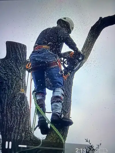 professional tree removal services  for less, View more
