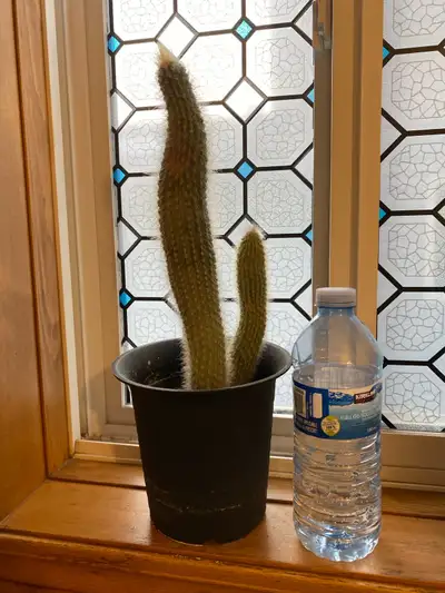 Cactus plant , View more