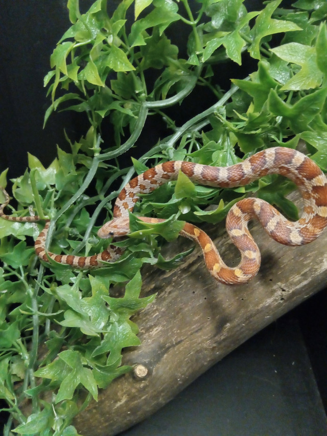 Bébé  serpent de blé (cornsnake) dans Reptiles et amphibiens à adopter  à Ville de Montréal - Image 2