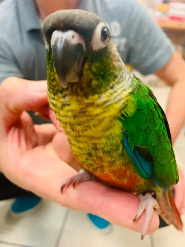 baby handfed freindly yellowside conure for sale at T T pets in Birds for Rehoming in Mississauga / Peel Region - Image 3