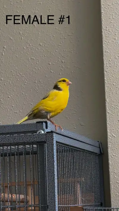 CANARIES FOR SALE, View more