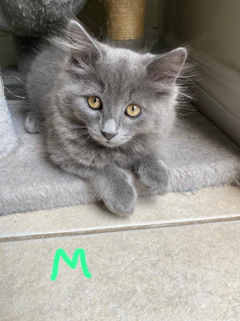 Kitten for sale Cats & Kittens for Rehoming Kitchener / Waterloo