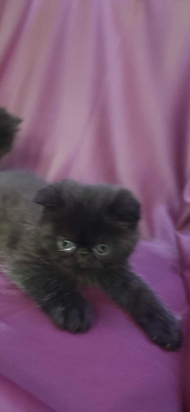 Persian kitten in Cats & Kittens for Rehoming in Mississauga / Peel Region - Image 2
