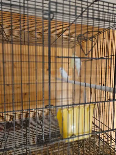 Sur rendez vous directement à l élevages direct laval Centre oiseaux exotiques rares Santé et servic...