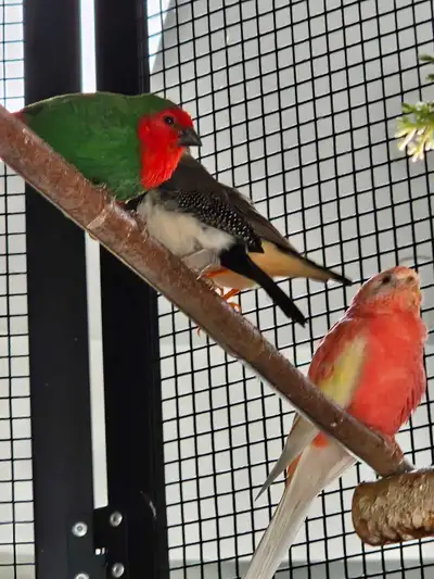 oiseaux exotiques plus cages et volières ventes, View more