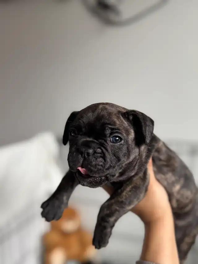 French Bulldog Puppies | Ready Soon | Pre-Booking in Dogs & Puppies for Rehoming in Kelowna - Image 6