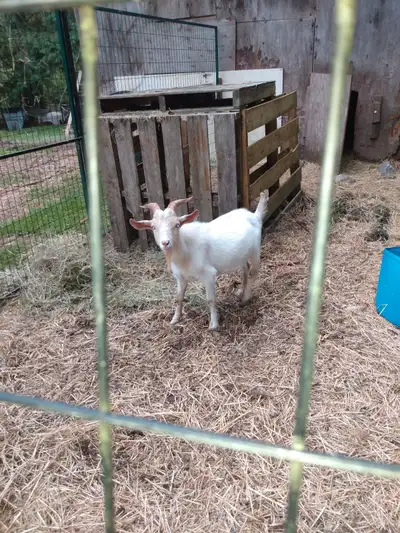 Intact goats for butchering. $200 each, 3 available
