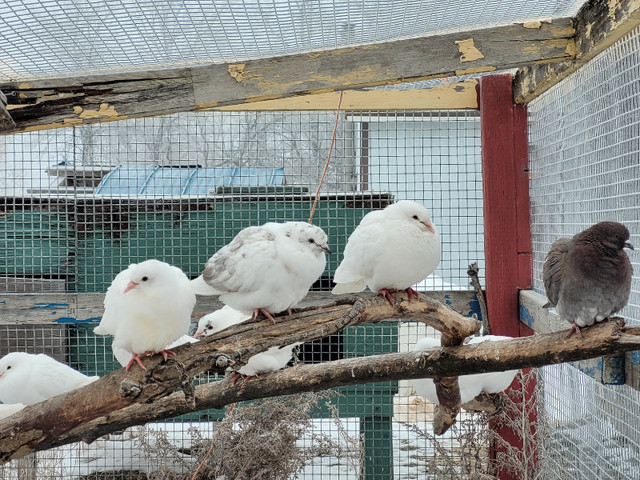 Homing Pigeons in Other in Portage la Prairie