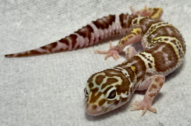 Leopard Geckos  in Reptiles & Amphibians for Rehoming in Lethbridge