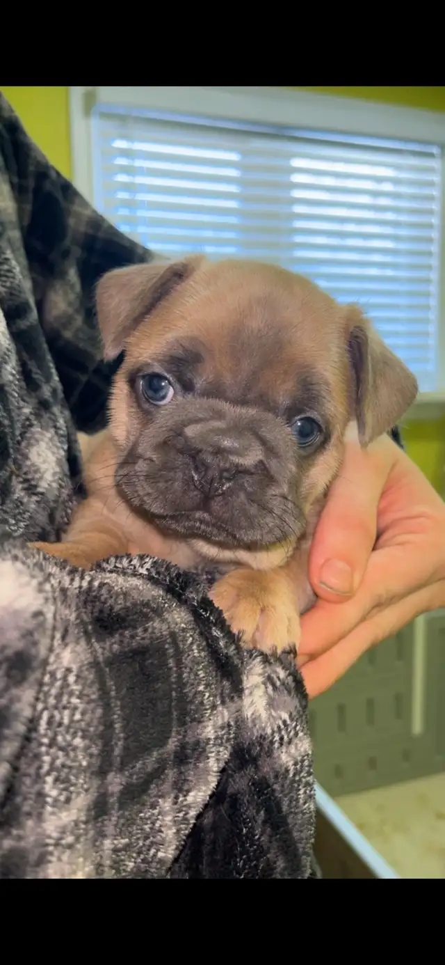 Fluffy Merle Big Rope Frenchies in Animal & Pet Services in North Bay - Image 7