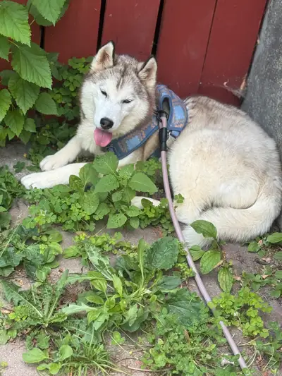 Female Siberian Husky , View more