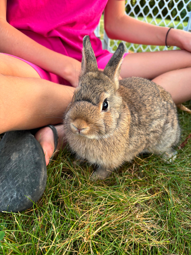 Netherland Dwarf Bunnies in Small Animals for Rehoming in Renfrew