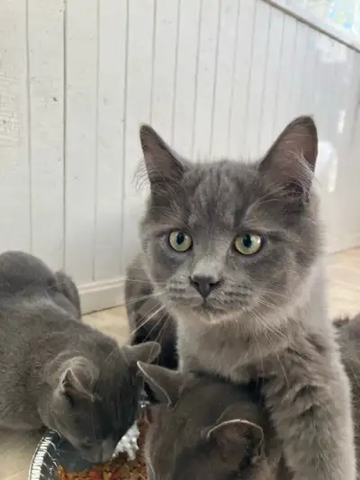 Chatons à adopter , View more