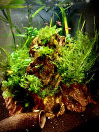 Aquarium Moss