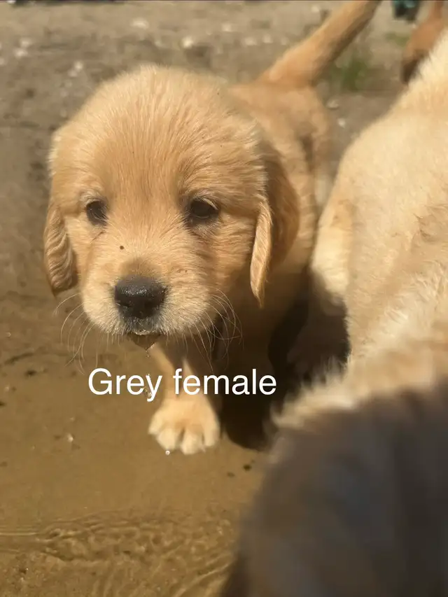 English  Golden Retriever puppies ready to go! in Dogs & Puppies for Rehoming in Sudbury - Image 6