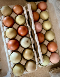 F2 Olive Egger Hatching Eggs 