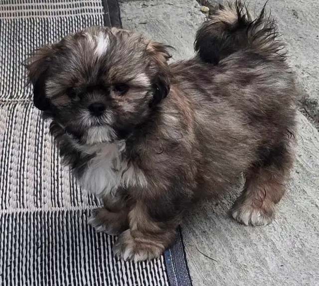 Ready to go Full Shih tzu  NO Deposit required in Dogs & Puppies for Rehoming in Edmonton - Image 6